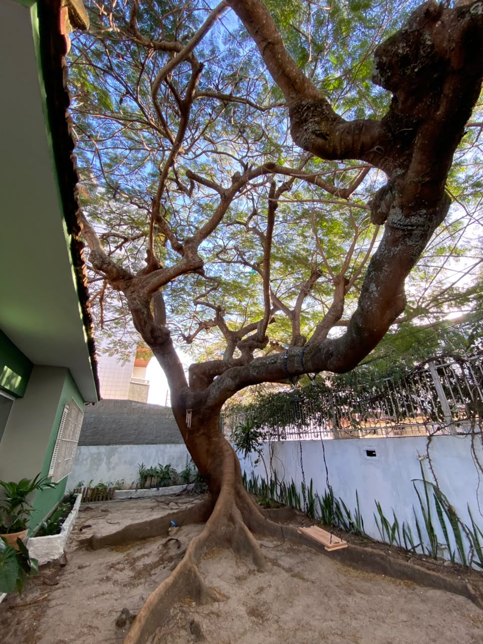 Jardim · árvore centenária